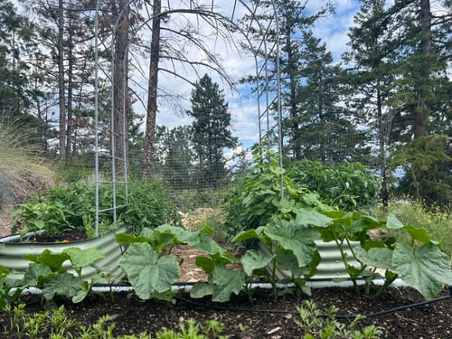 Customer photo review of Arch Garden Trellis