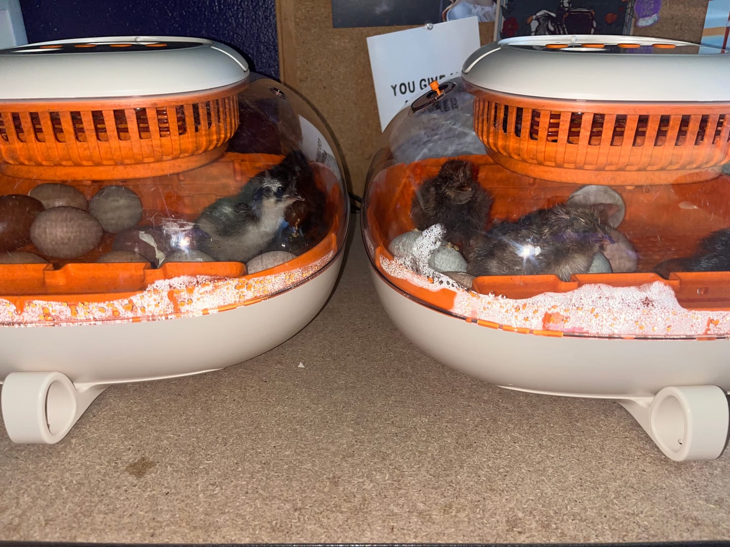 Customer photo review of Egg Incubator -25 Egg Capacity