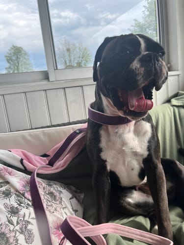 Customer photo review of Hundkoppel med namn