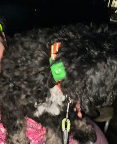 Customer photo review of FurLife™ 12 Months Flea and Tick Free