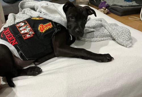 Customer photo review of Black Rocker Hoodie - GUNS N' ROSES