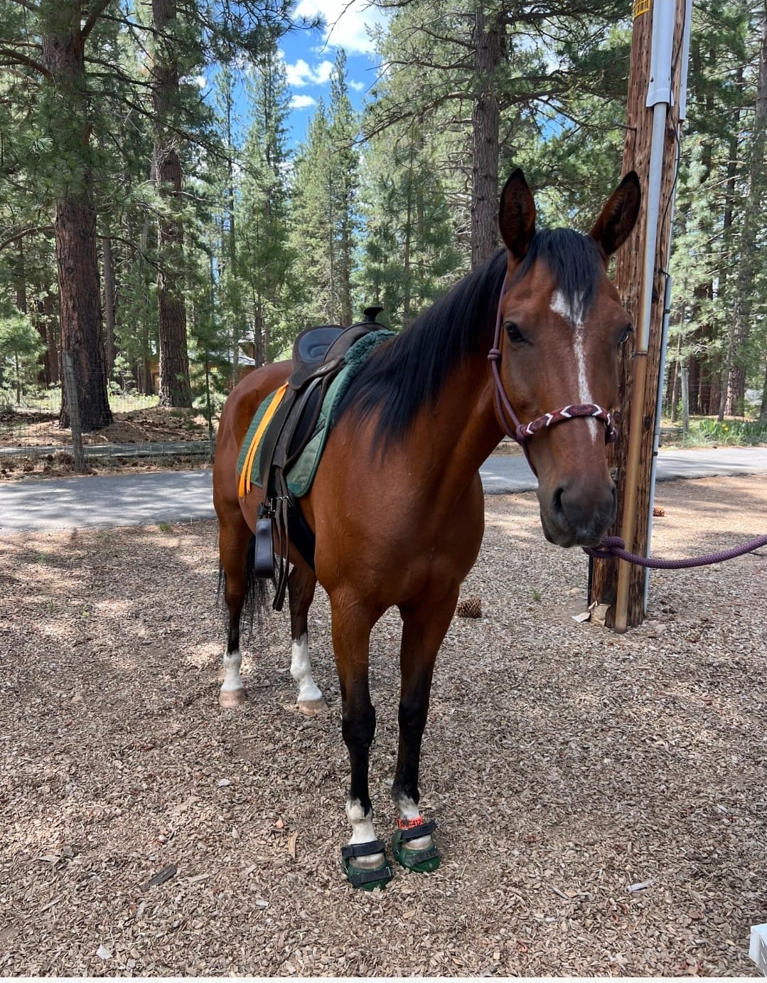 Customer photo review of Renegade® Classic Hoof Boot Seconds - Black Knight