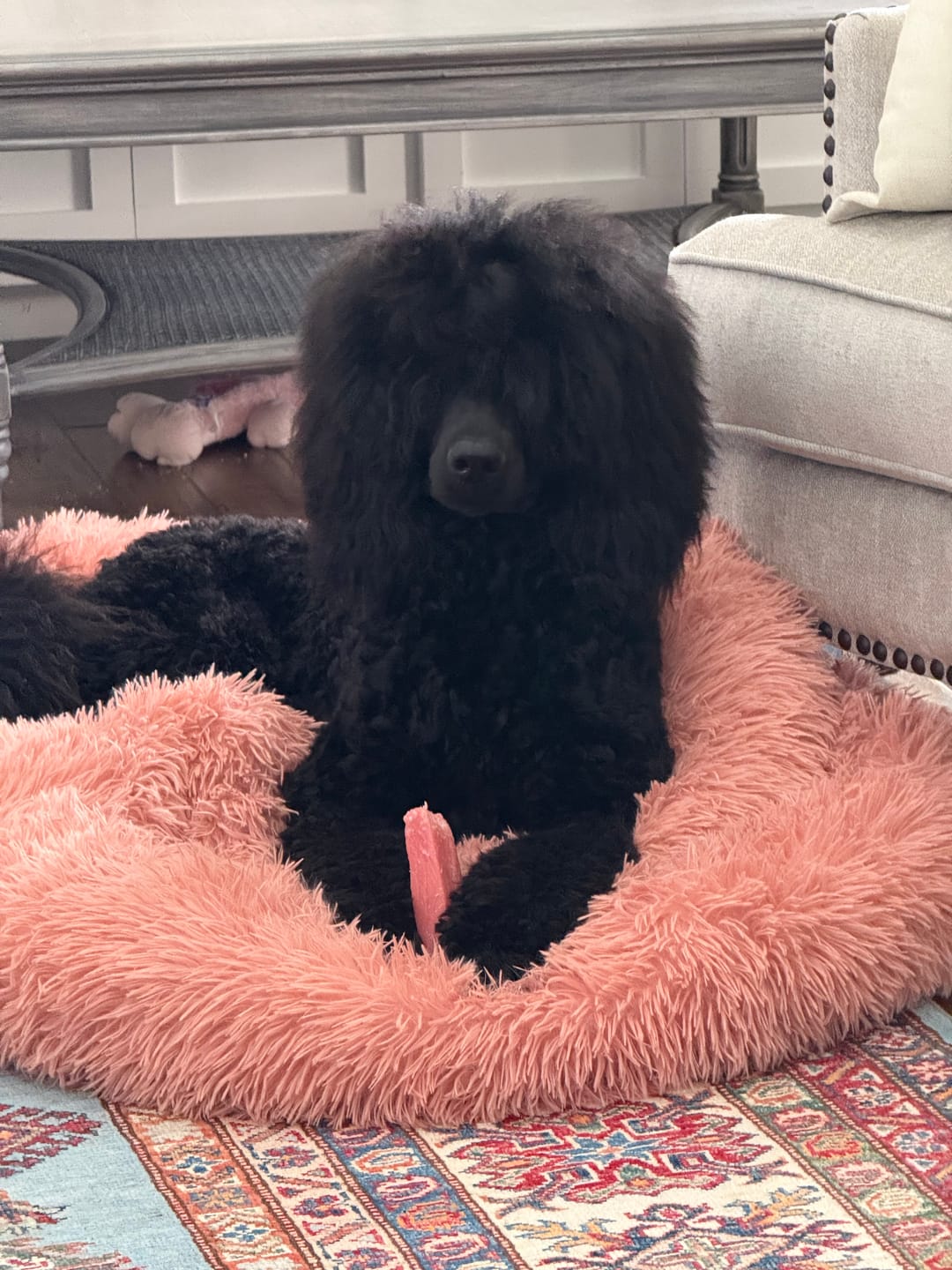 Customer photo review of Strawberry Yak Chews