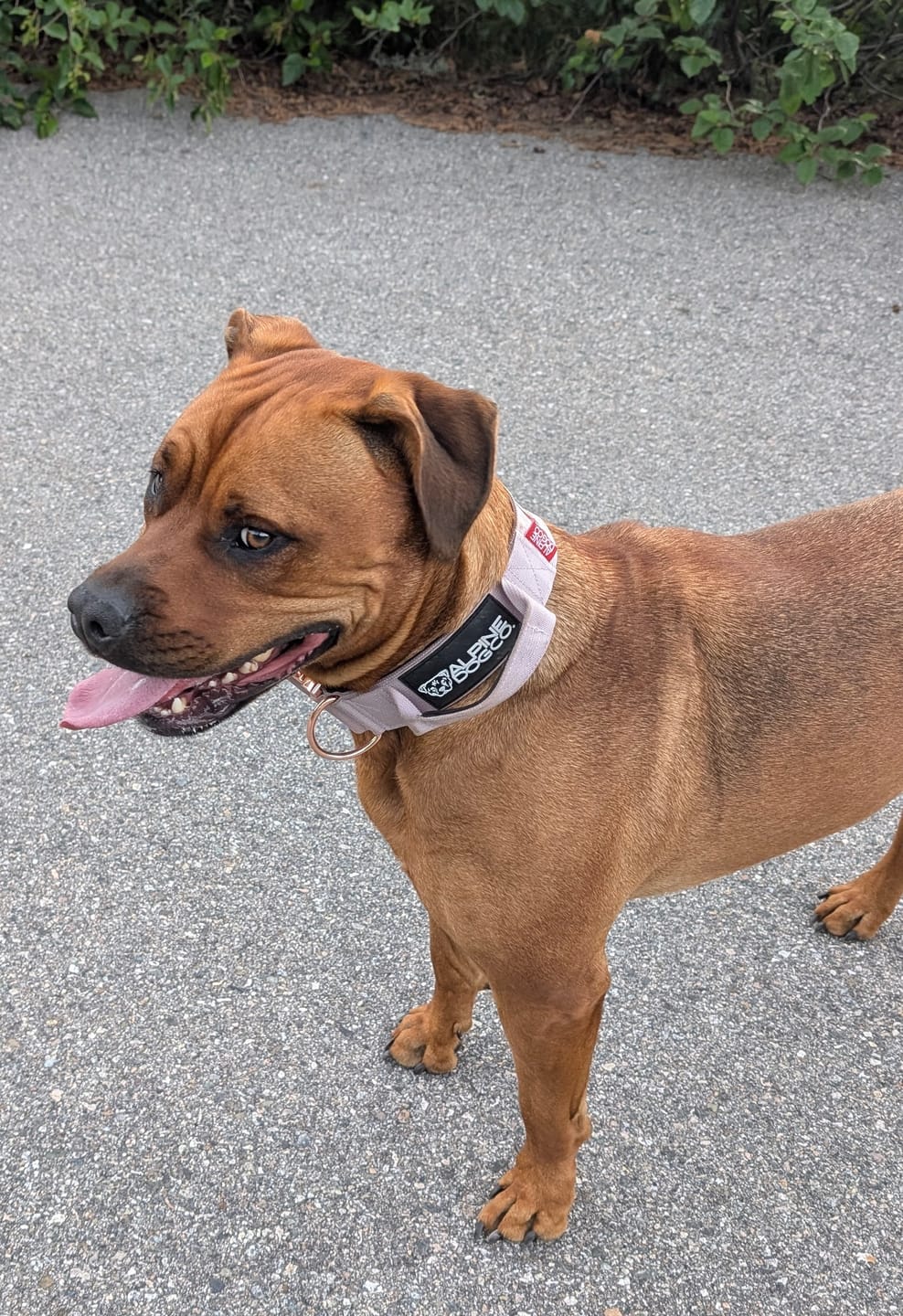 Customer photo review of 2" Tacti Luxe Dog Collar - Rose Gold - Sofia