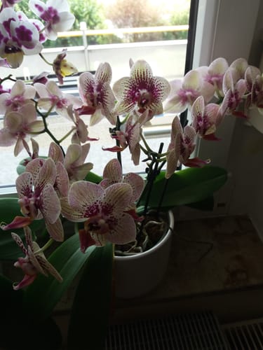 Customer photo review of Große Two of Us Testsorte mit gelb-rot gefleckten Blüten und 4+ Rispen