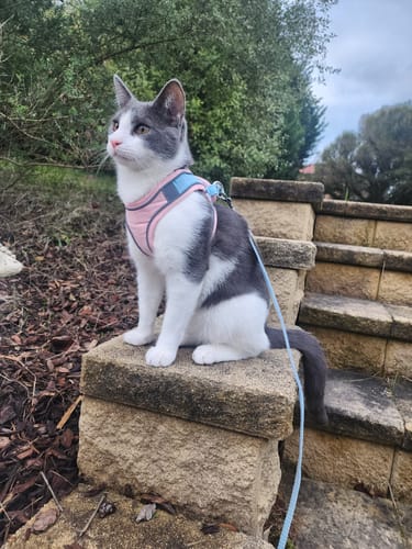 Customer photo review of Reflective Pet Vest Harness with Anti-Escape Design