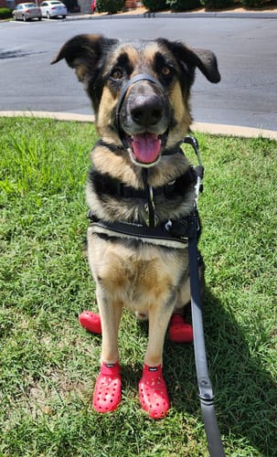Customer photo review of WagWellies® Mojave