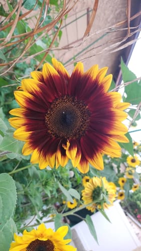 Customer photo review of Shock-O-Lat Sunflower Seeds