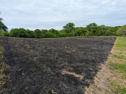 Customer photo review of RC Sundance Switchgrass
