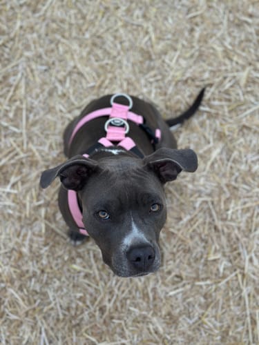 Customer photo review of Training Anti Pull TRI-Harness® | M-XL Breeds - Pink