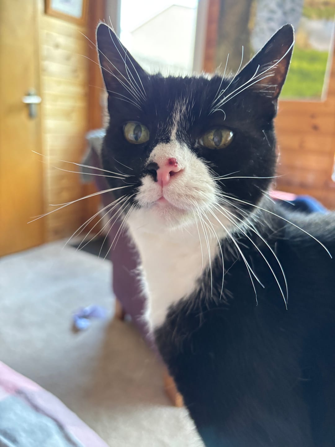 Customer photo review of Cat Gel
