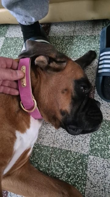 Customer photo review of Personalized Dog Collars with Name Customizable
