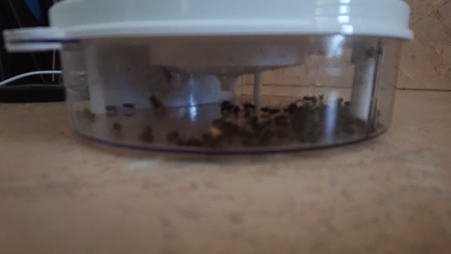Customer photo review of EcoTrappe - Attrape-Mouche Électrique