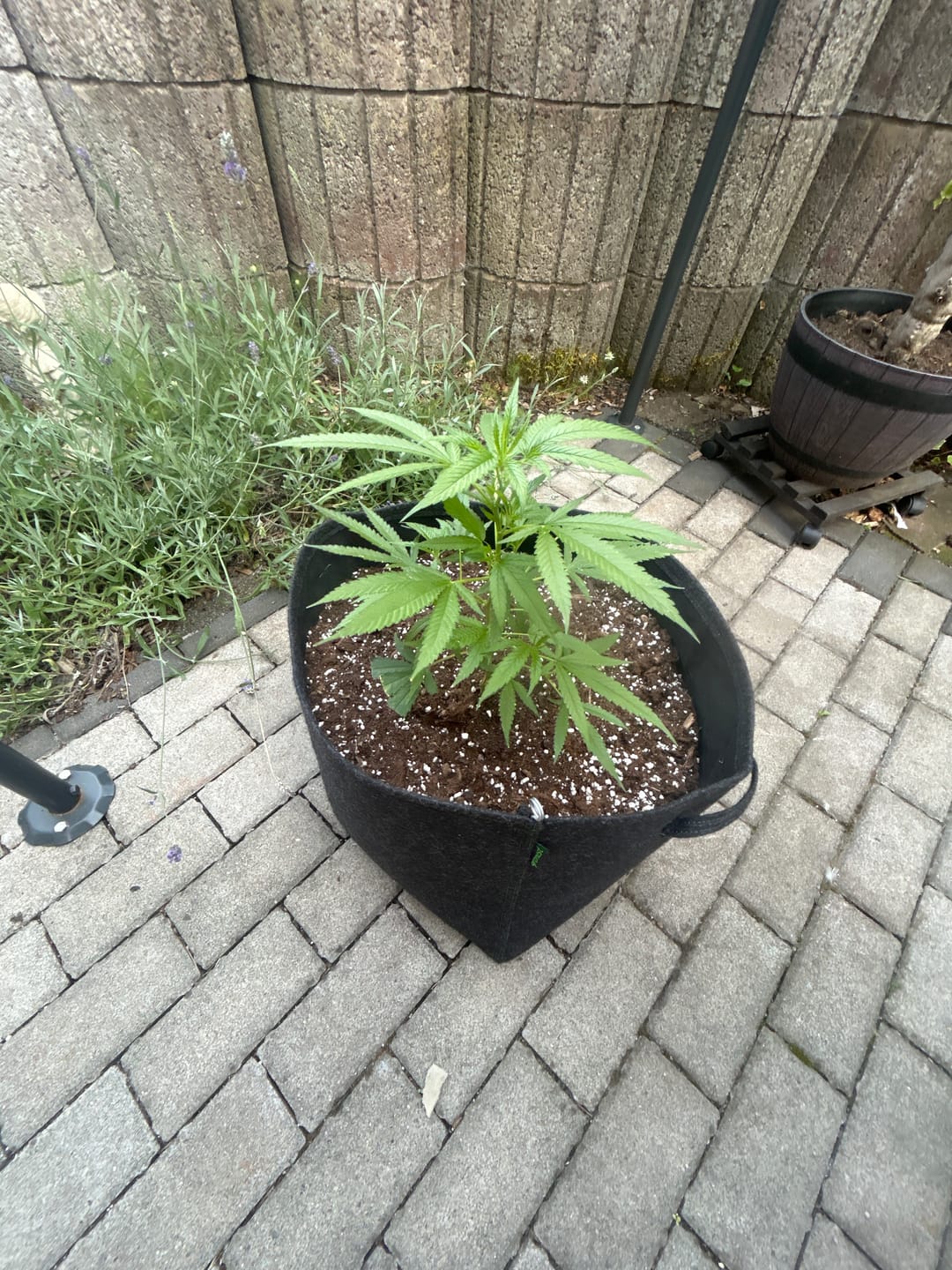 Customer photo review of Hanfstecklinge | Gorilla Zkittlez