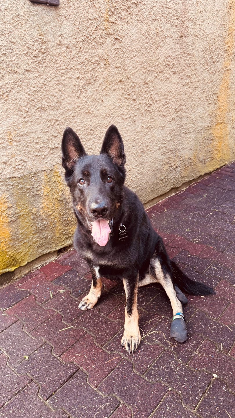 Customer photo review of The Shortie All Season Dog Shoes / Boots