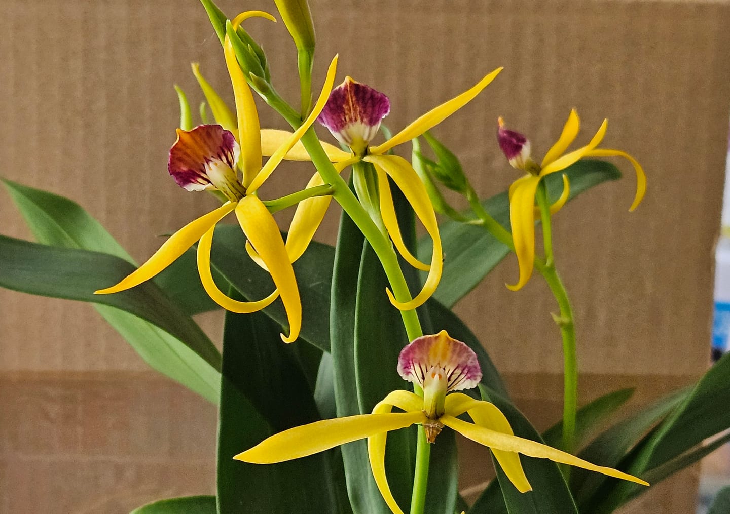 Customer photo review of Encyclia Jasper mit orange-gelben Blüten