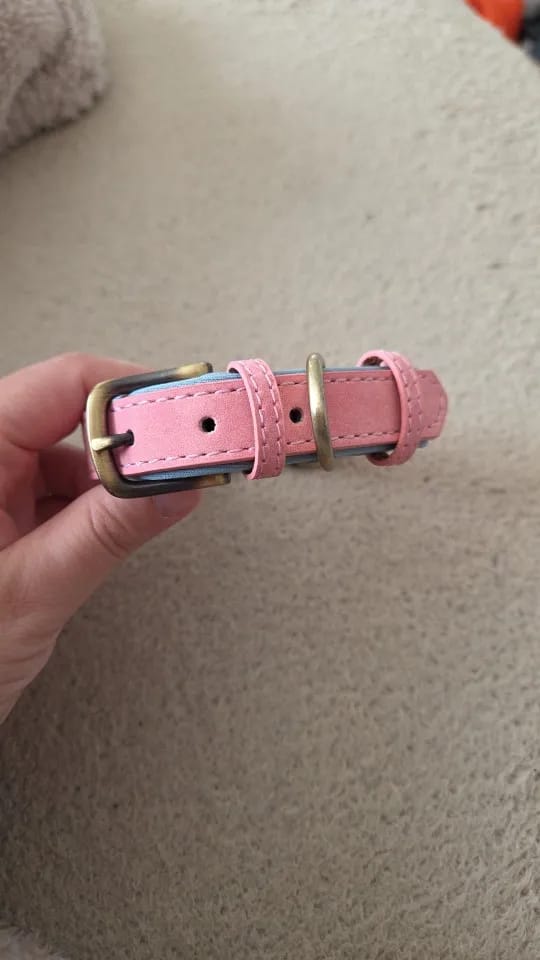 Customer photo review of Personalized Dog Collars with Name Customizable