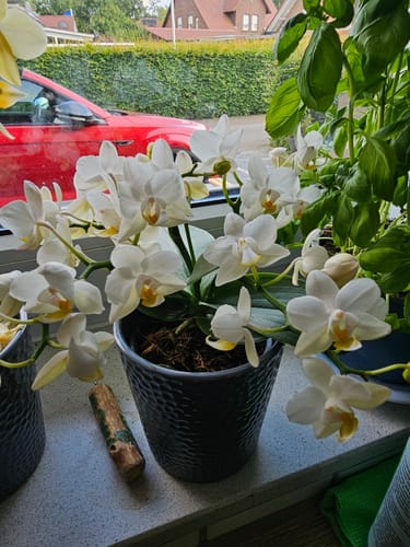 Customer photo review of Bonsaiorchidee Nazare mit weißen Blüten und 4+ Rispen inkl. Keramik