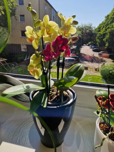 Customer photo review of Cocktail Orchidee mit gelb-roten Blüten und 5+ Rispen