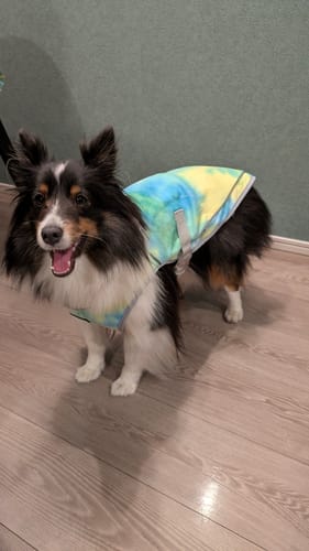 Customer photo review of Chilltech™ Dog Cooling Vests