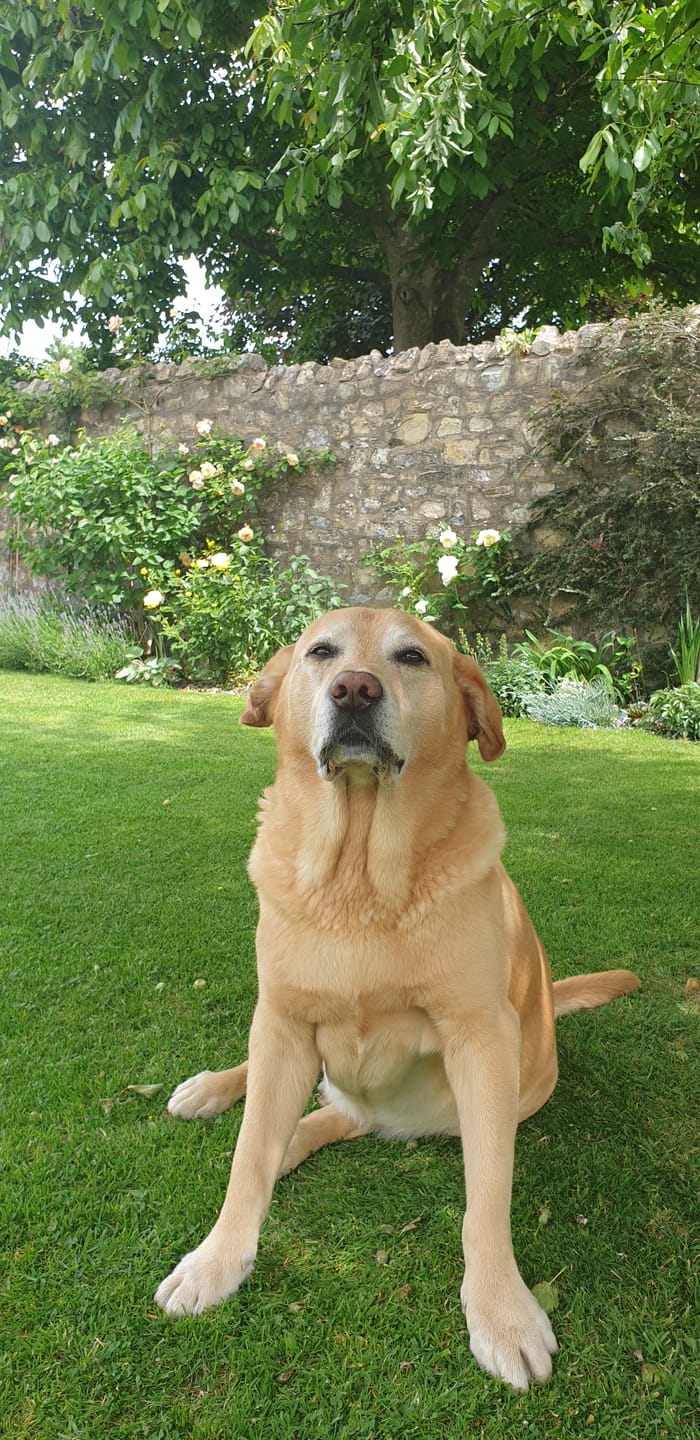 Customer photo review of Total Joint Care Supplement For Dogs