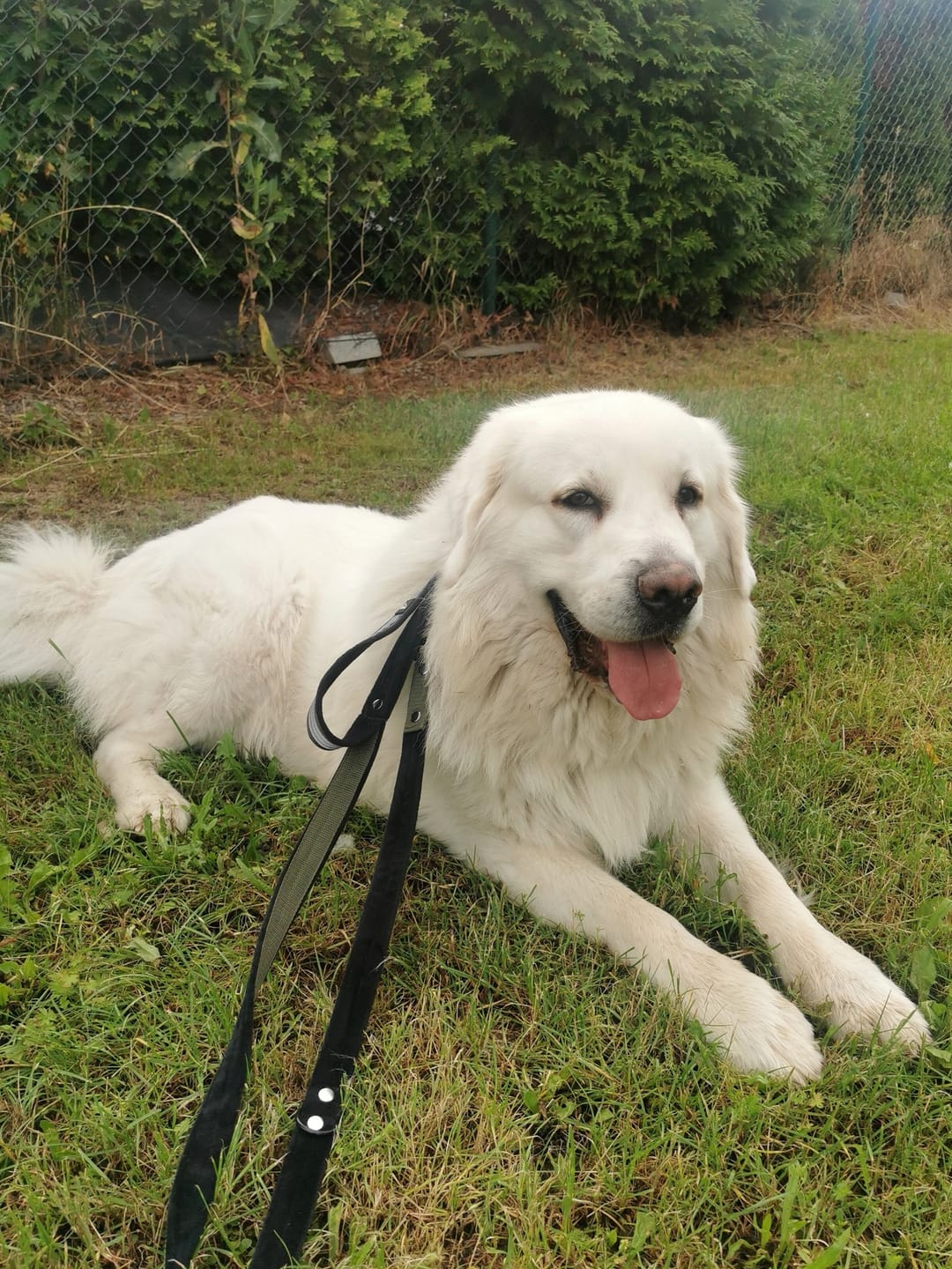 Customer photo review of Smycz przepinana z dodatkową raczką - Multi Guard Leash Camo Black