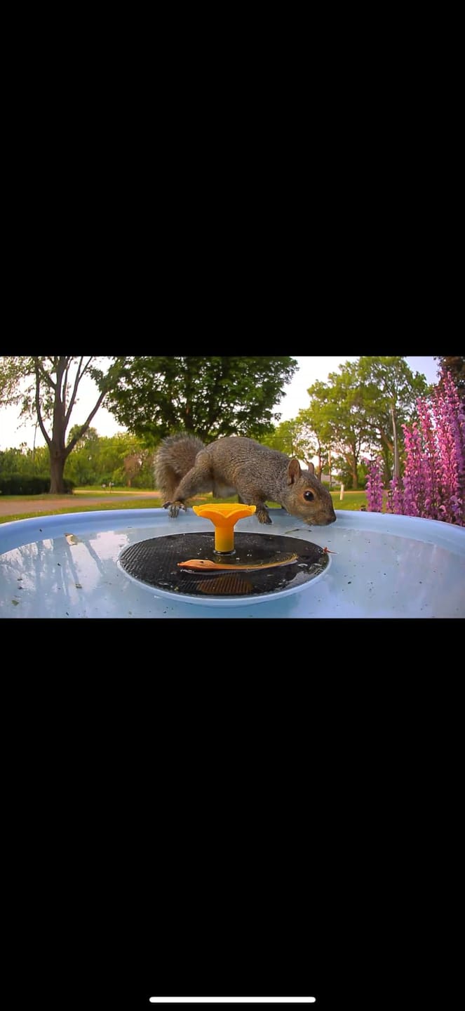 Customer photo review of Birdfy Bath Pro - Smart Bird Bath with Camera