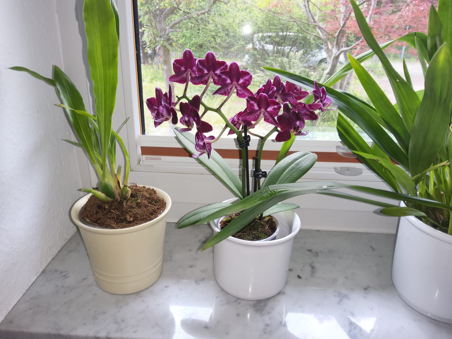 Customer photo review of Table Dance Aliyah Black mit dunkelroten Blüten und 2 Rispen