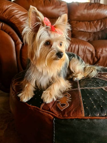 Customer photo review of Hannon Skin Calming Pet Shampoo 500ml