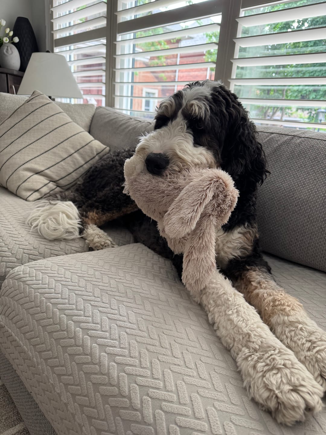 Customer photo review of Blueberry Himalayan Yak Chew (MEDIUM)