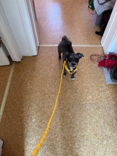 Customer photo review of Dog Copenhagen Urban Rope™ Line, Lemon