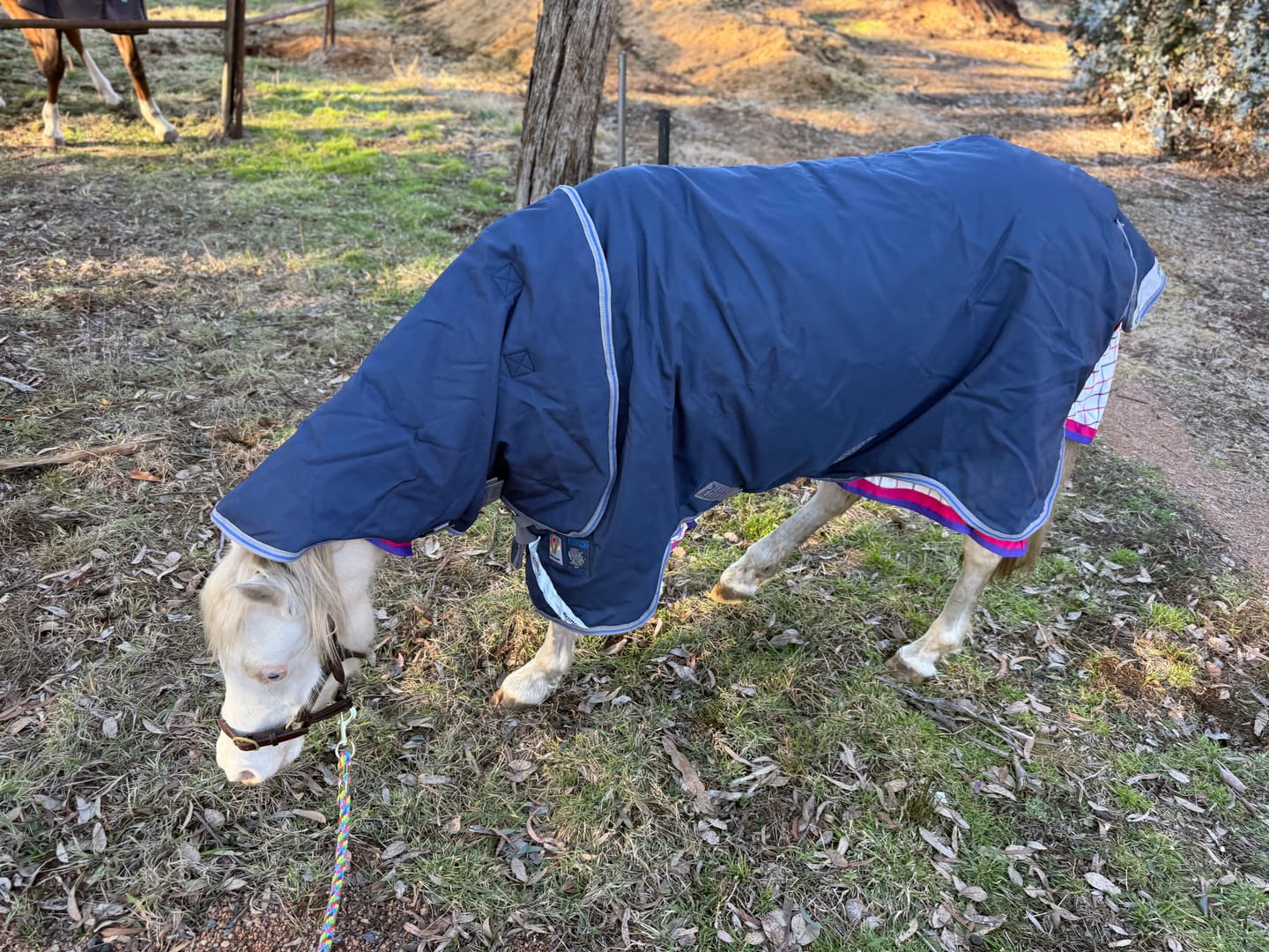 Customer photo review of Rhino Plus Pony Turnout 250g