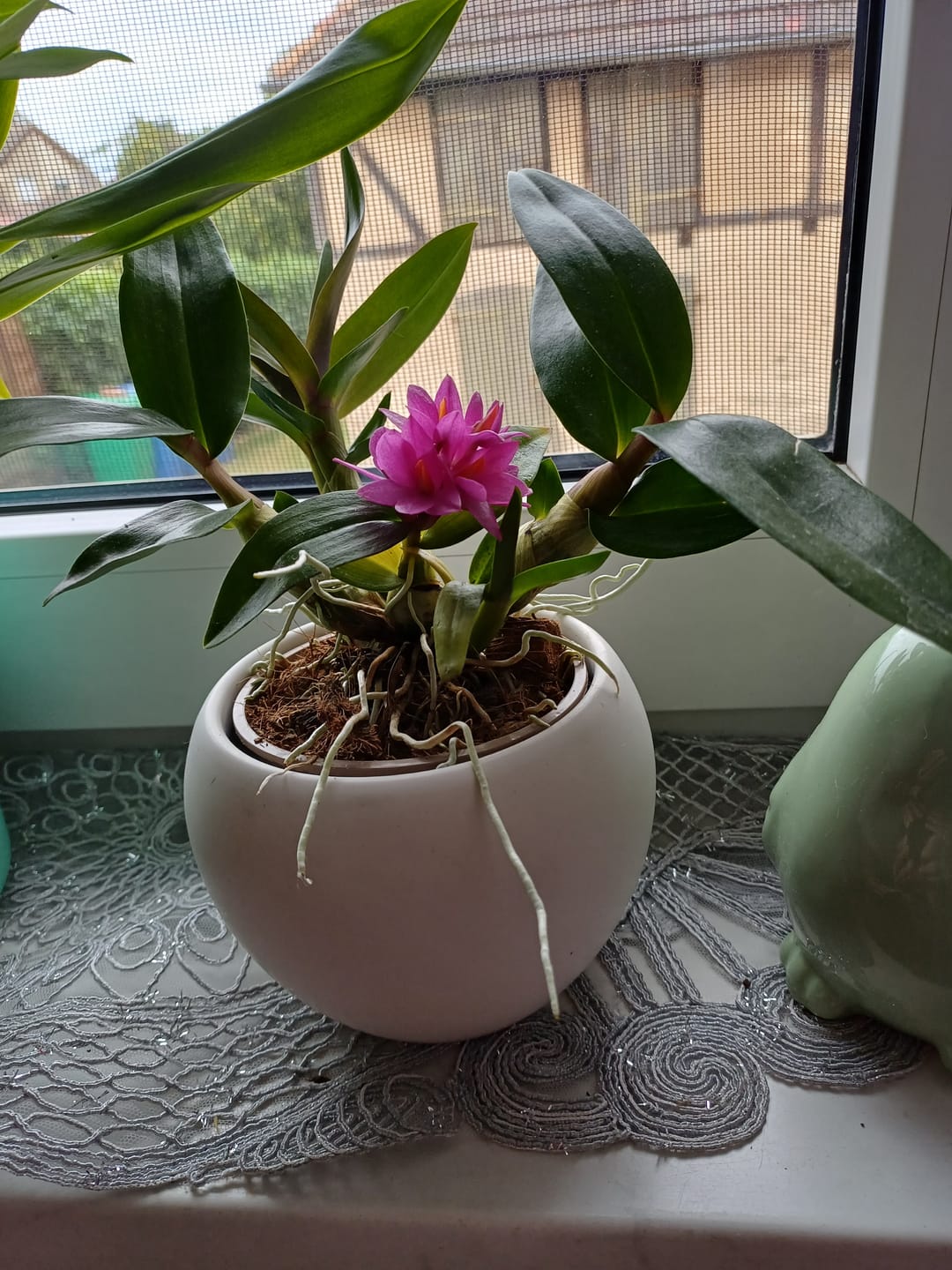 Customer photo review of Dendrobium Hibiki mit pinken Blüten