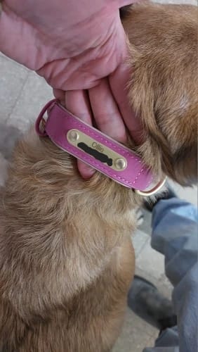 Customer photo review of Personalized Dog Collars with Name Customizable