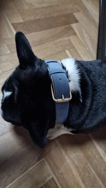 Customer photo review of Personalized Dog Collars with Name Customizable