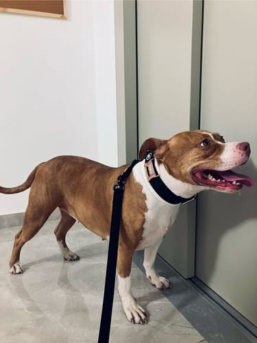 Jade L. review of 4cm Combat Billowthane® Collar | Waterproof - Rose Gold image 1 out of 2