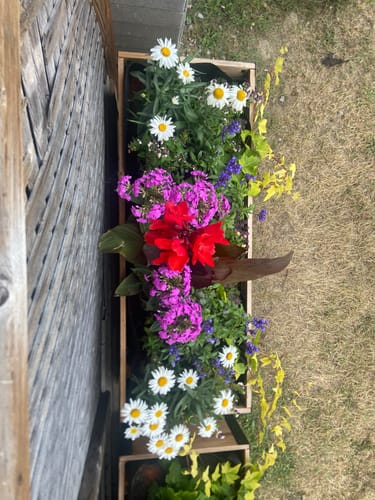 Customer photo review of 18" x 48" Raised Garden Bed - 30" TALL