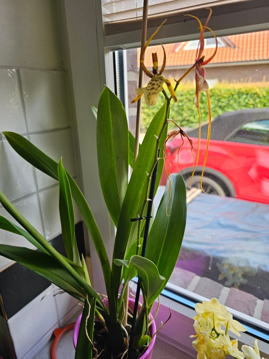 Customer photo review of Spinnenorchidee Brassia Eternal Wind mit 1 Rispen
