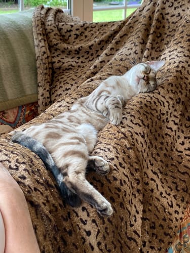 Customer photo review of Patsli Belly