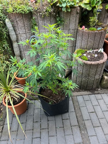 Customer photo review of Hanfstecklinge | Cindarella 99