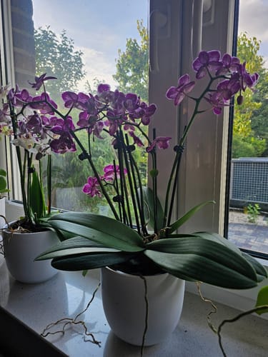 Customer photo review of Große Two of Us Coco Purple Rain mit lila-gefleckten Blüten und 5+ Rispen