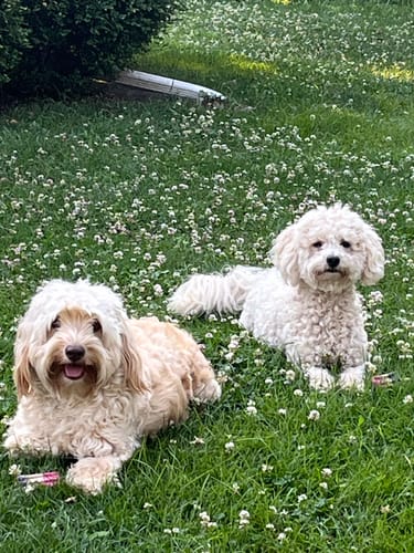 Customer photo review of 4-Stick Yak Chew Pack – Mint, Banana, Strawberry & Pumpkin