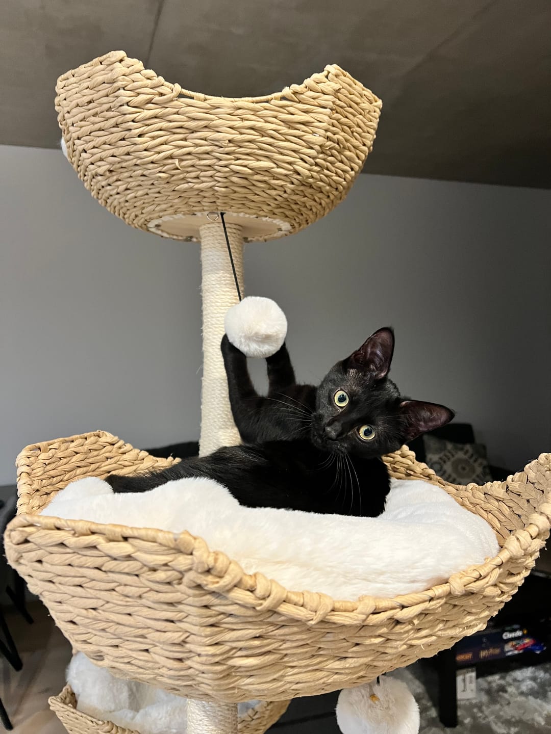 Customer photo review of MICHU Ivy Cat Tower Deluxe 4-Tier Designer Tall Cat Tree