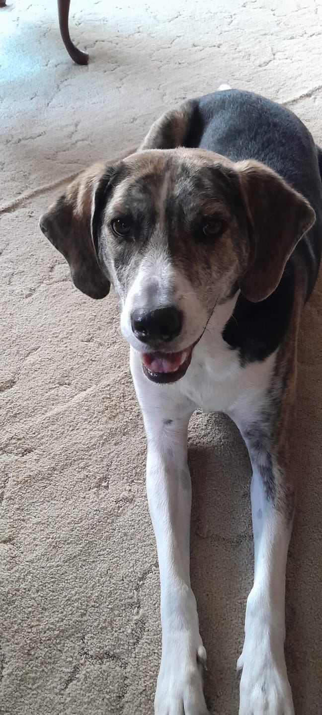 Customer photo review of 6 Inch Standard Braided Bully Stick