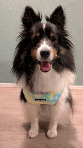 Customer photo review of Chilltech™ Dog Cooling Vests