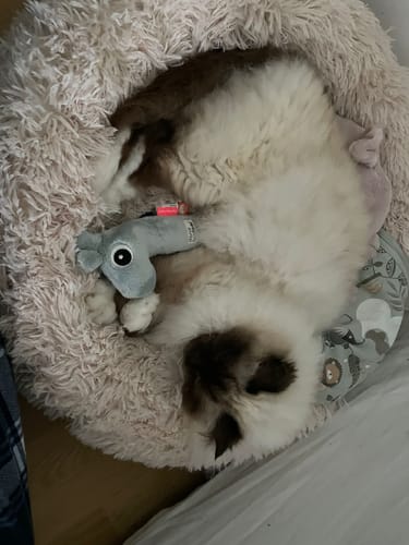 Customer photo review of CalmBed - Motverkar stress & hjälper mot ångest