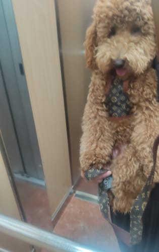 Customer photo review of Pettorina e guinzaglio Louis Pawtton