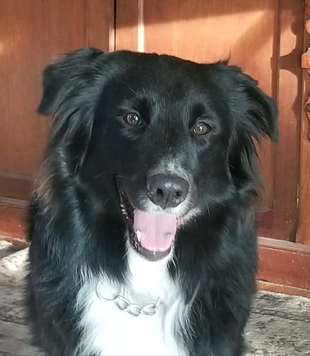 Customer photo review of Organic Coconut CBD Oil : 1 oz - 350mg : Anxiety & Calming Relief Blend