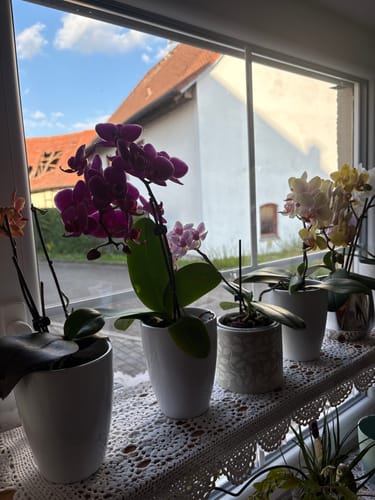 Customer photo review of Table Dance Farbmix im 6er Set mit 1 Rispe inkl. Keramik in weiß