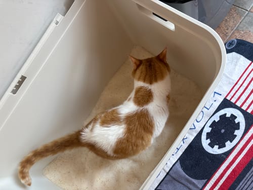 Customer photo review of 1 Month Supply – 2 Cat